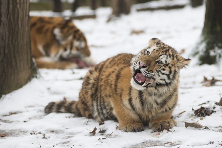 Image: Siberian tigers at the Nyiregyhaza Animal Park