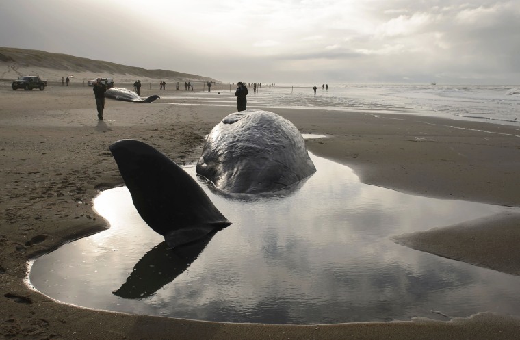 Image: TOPSHOT-NETHERLANDS-ANIMAL-WHALES-ENVIRONMENT