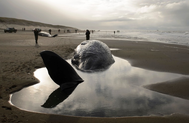 Image: People stand near beached sperm whales after they became stranded on the Dutch island of Texel