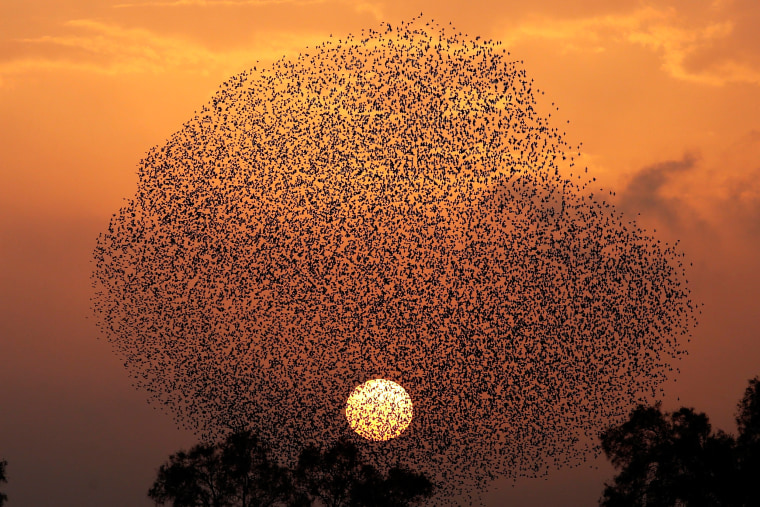 Image: Flock of starlings in southern Israel