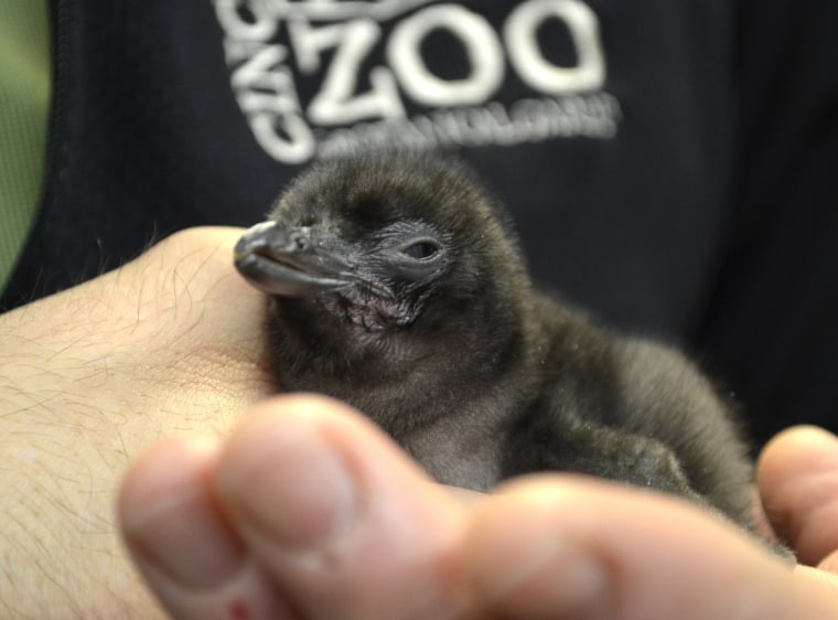 Image: Bowie the penguin is held in the hands of Cincinnati Zoo Keeper Cody Sowers in this undated handout photo provided by the Cincinnati Zoo