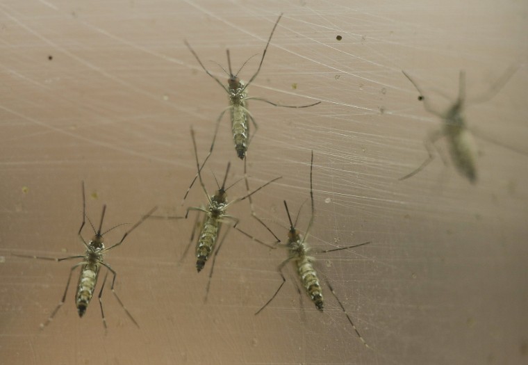Image: Female Aedes aegypti mosquitoes