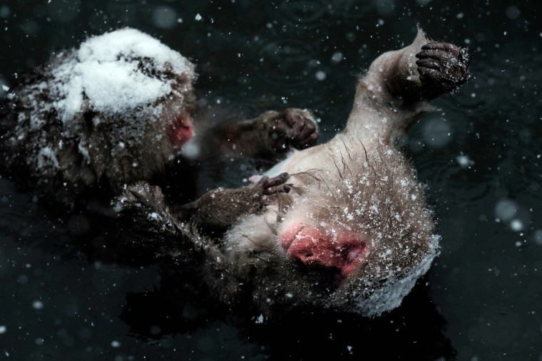 Image: TOPSHOT-JAPAN-ANIMAL-SNOW MONKEY