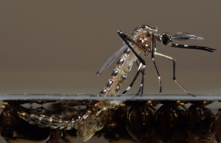 Image: Genetically modified Aedes Aegypti mosquito pupae emerge