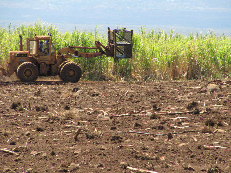 Heavy equipment in the sugar fields at Hawaii's last sugar plantation in Puunene, Hawaii.