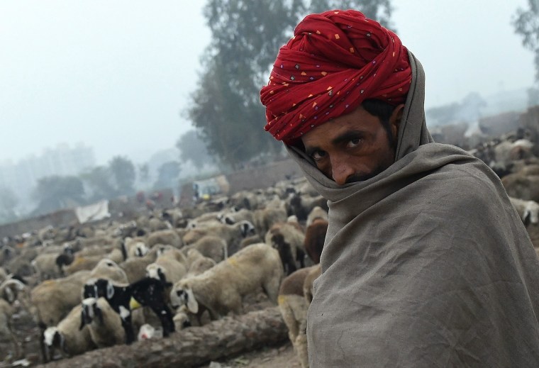Image: TOPSHOT-INDIA-LIFESTYLE-NOMADS-HERD-SHEEPS