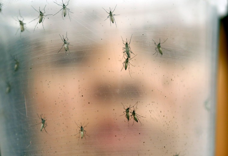Image: Zika virus