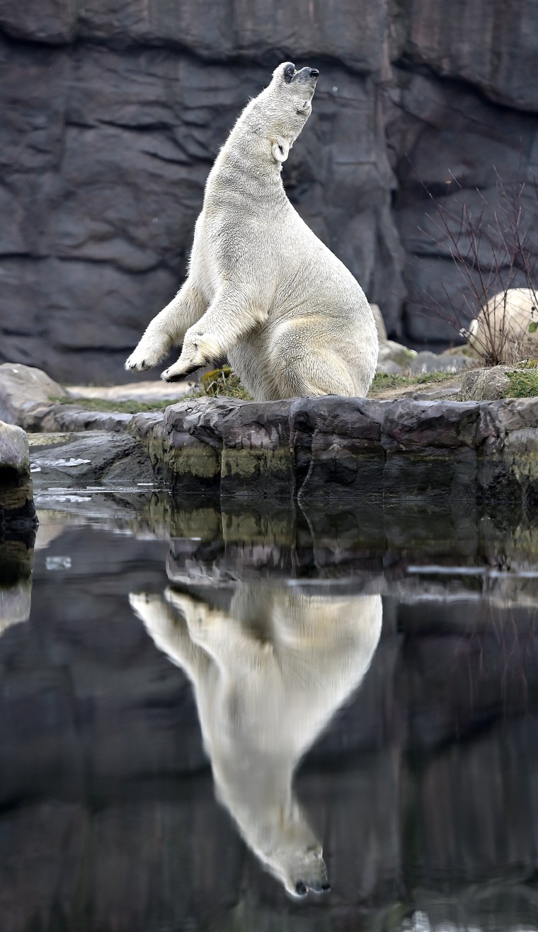 Image: A polar bear enjoys the cold winter weather at the zoo