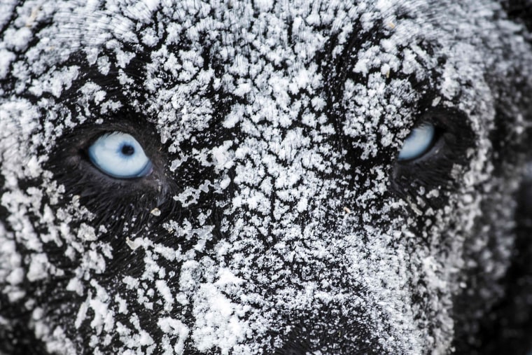 Image: A sledding dog is covered in ice after spending the night in the open air
