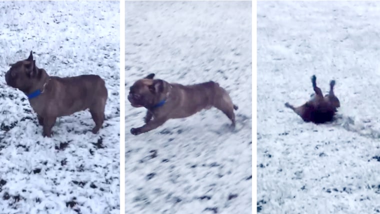 Bulldog snow slide