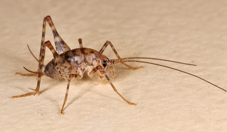 Greenhouse camel cricket typically lives in the basement and crawl spaces.