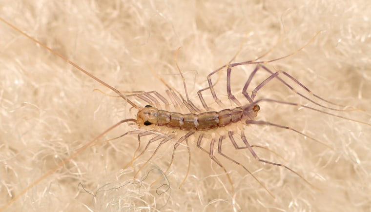 House centipedes are harmless and will try their best to avoid humans. They're extremely fast and active hunters, especially enjoying cockroaches and flies for meals.