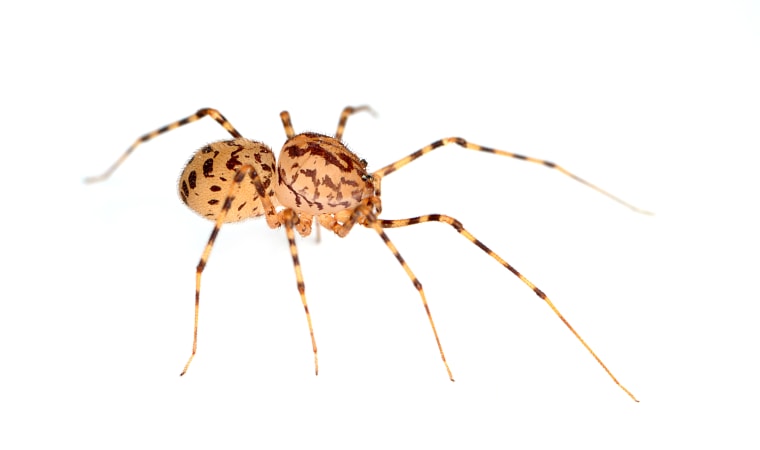 A spitting spider spits a venomous silk on their prey, tying it up so the spider can delicately bite the food item.