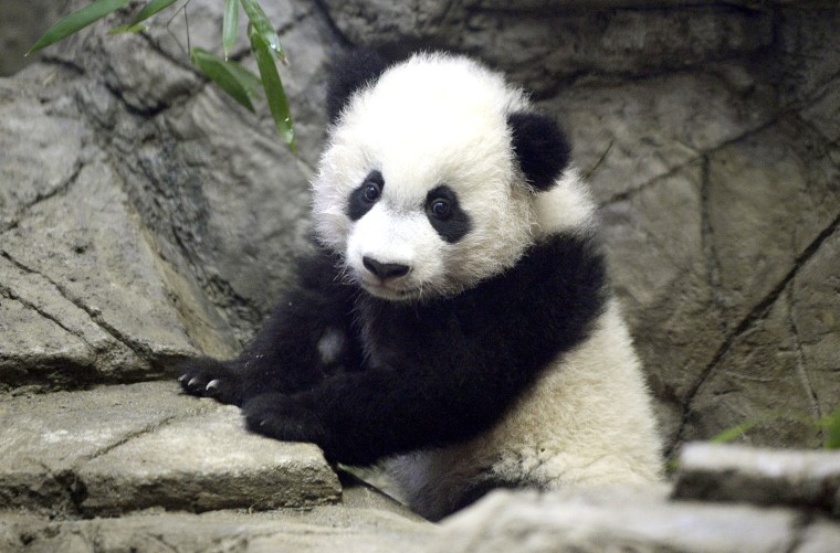 Bei Bei the panda