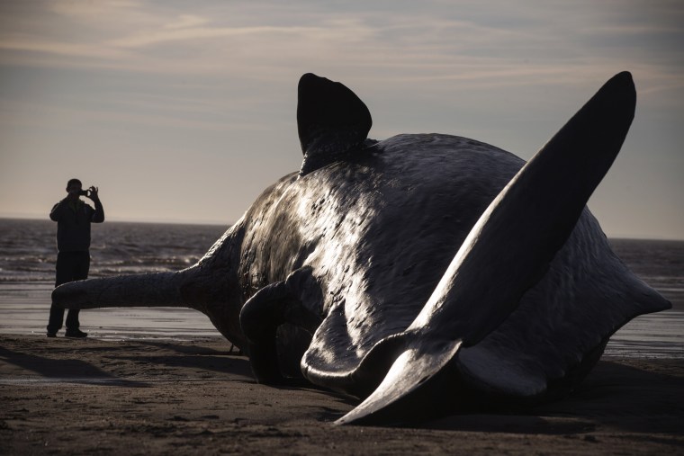 Image: A sperm whale was found beached near Skegness, England