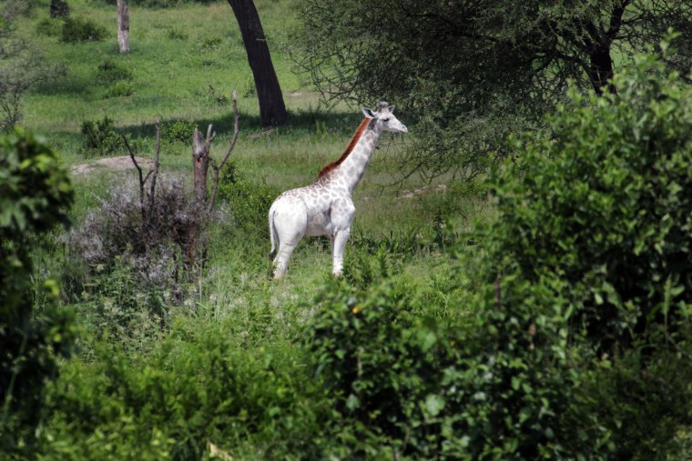 Image: Omo, a rare white giraffe, roams Tanzania's Tarangire National Park