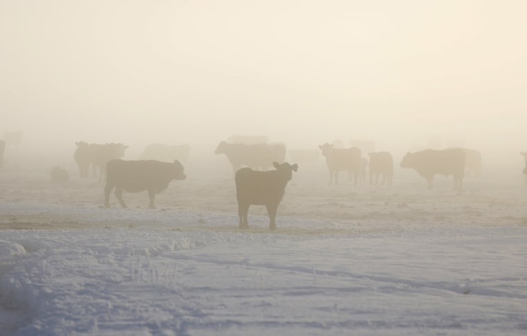Image: Cattle in the fog on a ranch near Burns as the occupation continues at the Malheur National Wildlife Refuge near Burns, Oregon