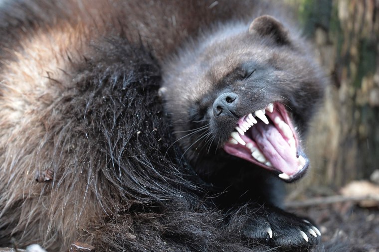 Image: TOPSHOT-FRANCE-ANIMALS-WOLVERINE
