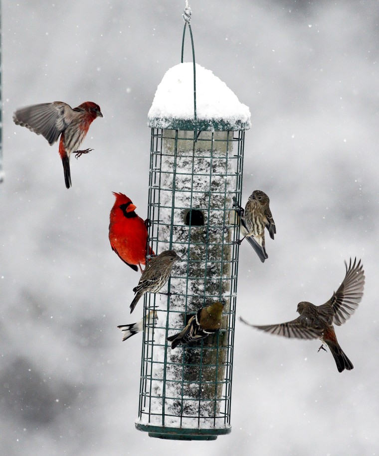 Image: Birds flock to a feeder as snow falls