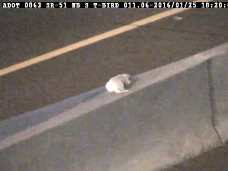 IMAGE: Puppy stranded on median