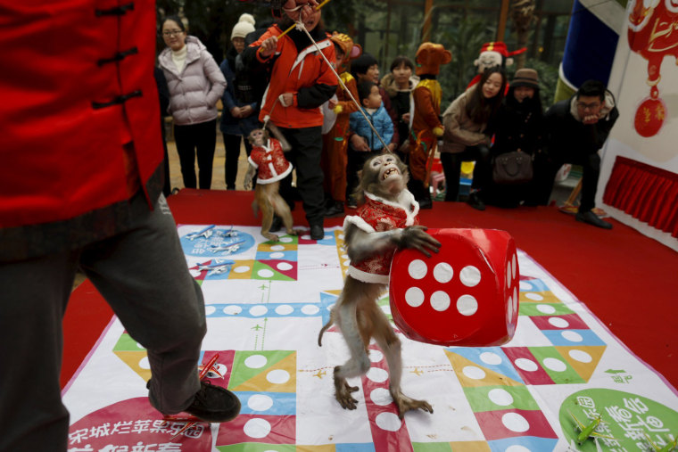 Image: A monkey holds a dice during a performance