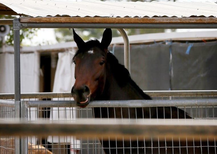 A horse is quarantined at Turf Paradise horse track, Friday, Jan. 29, 2016, in Phoenix.
