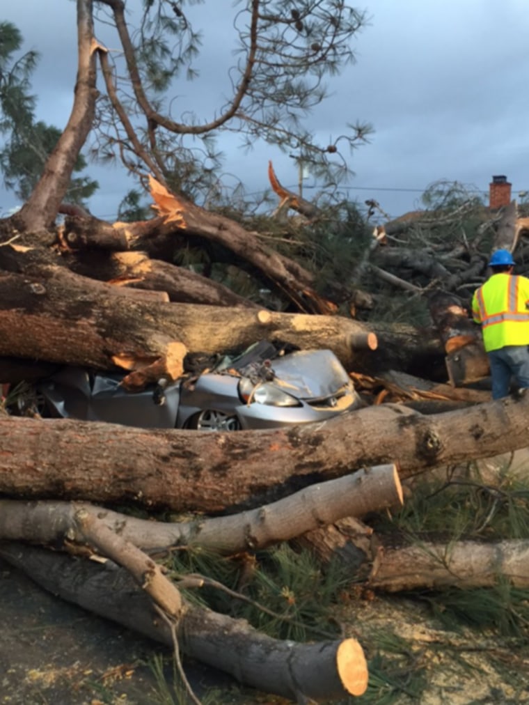 IMAGE: Tree crushes car in San Diego