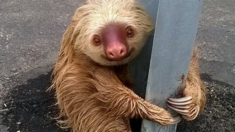 Sloth stops traffic in Ecuador