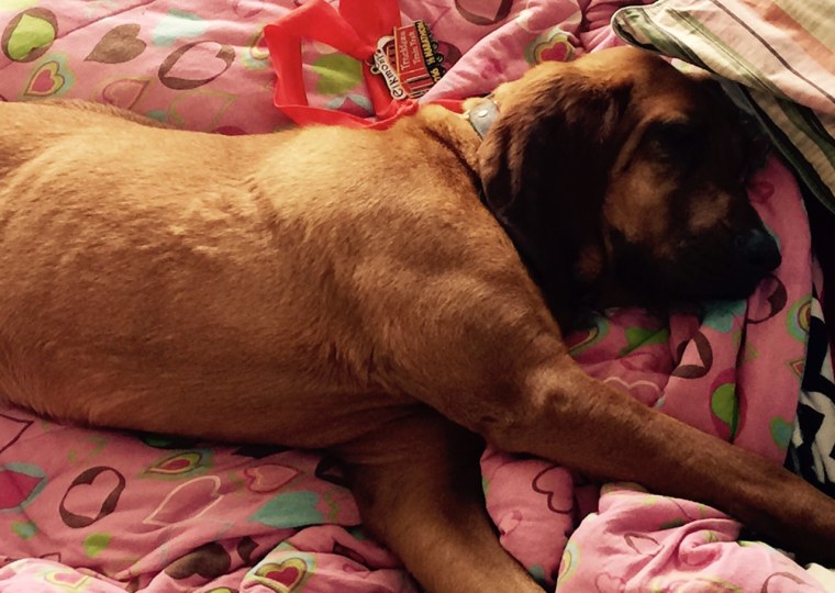 After finishing seventh in a half-marathon in Elkmont, Alabama, a dog named Ludivine got some well-deserved rest.