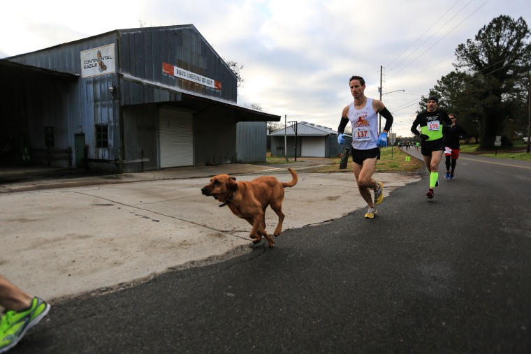 Ludivine the dog runs in the inaugural Elkmont Half Marathon.