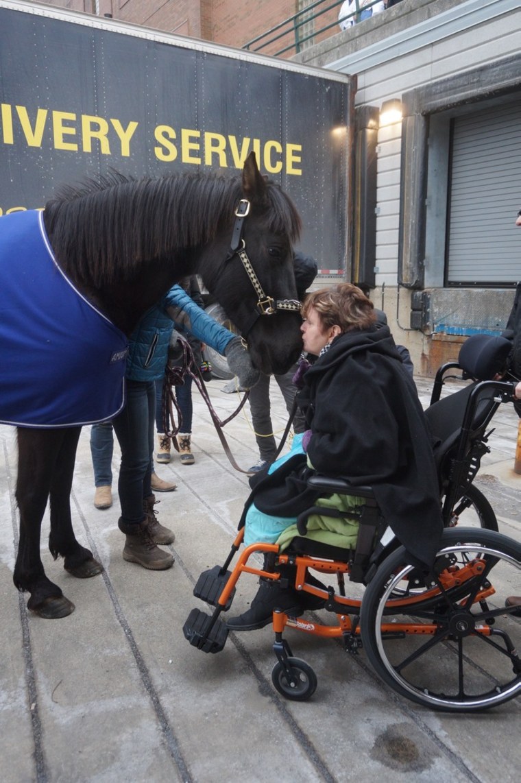 horse visit