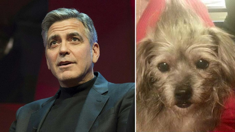 George Clooney and Nate the dog