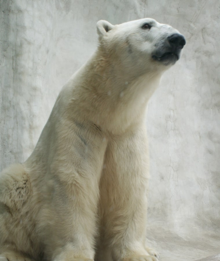 Polar bears at Toledo Zoo