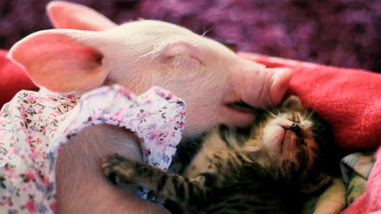 Pig and kitty