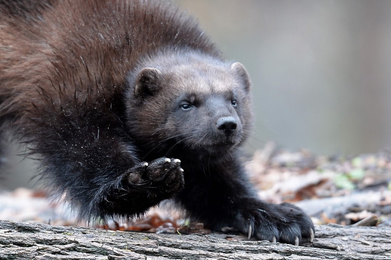 Image: FRANCE-ANIMALS-WOLVERINE