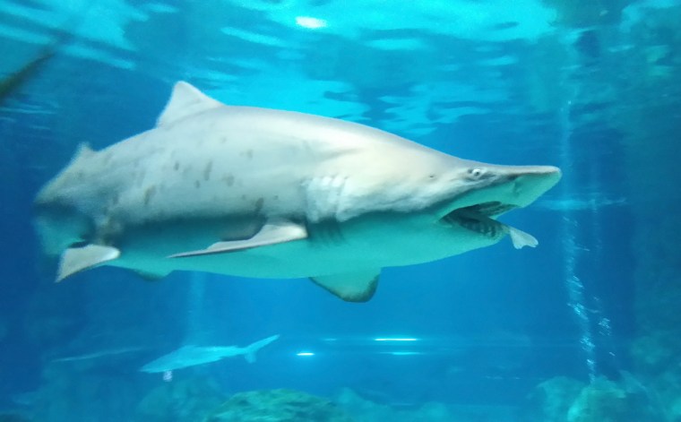 Image: Female Shark Eats Male Shark At Aquarium In Seoul