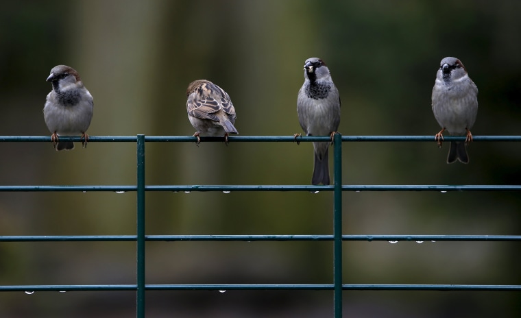 Image: House sparrows are seen during a rainy day in Augsburg's zoo