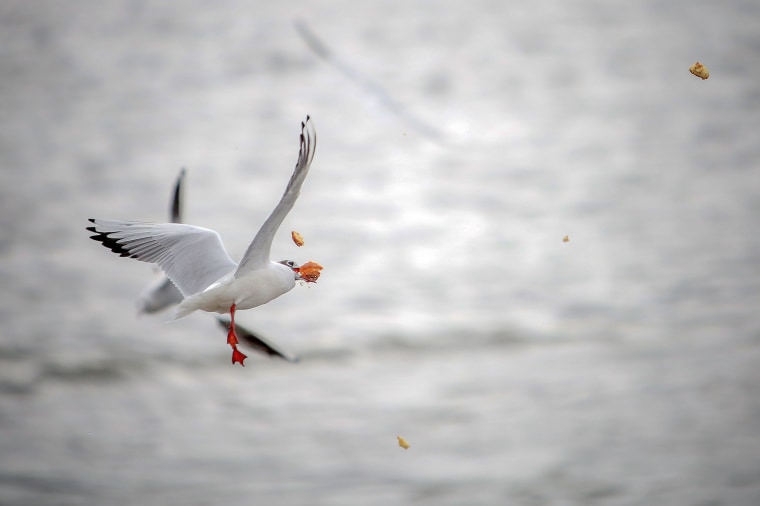 Image: GERMANY-ANIMALS-SEAGULL