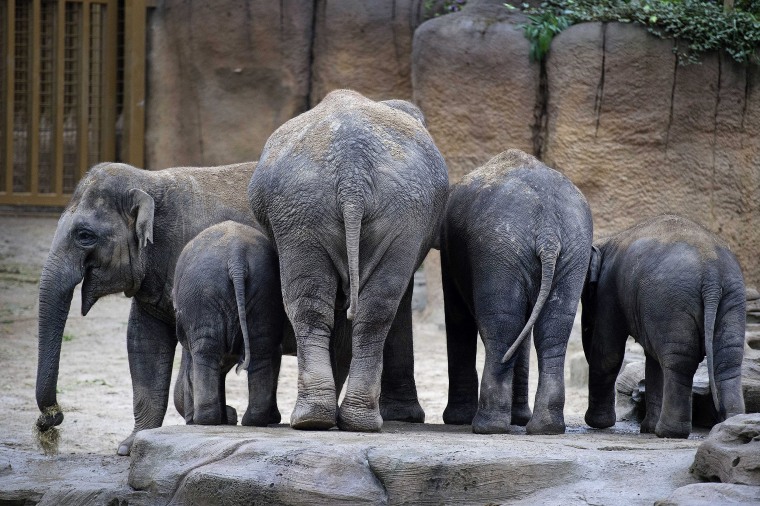 Image: Elephants at Emmen Zoo