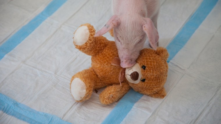 Image: Family Rescues Piglet From Side Of Road During Blizzard