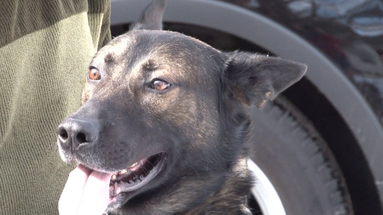 Ohio police officer forced to auction off longtime K-9 partner