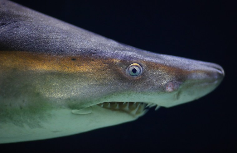 Image: Marine species threatened with extinction