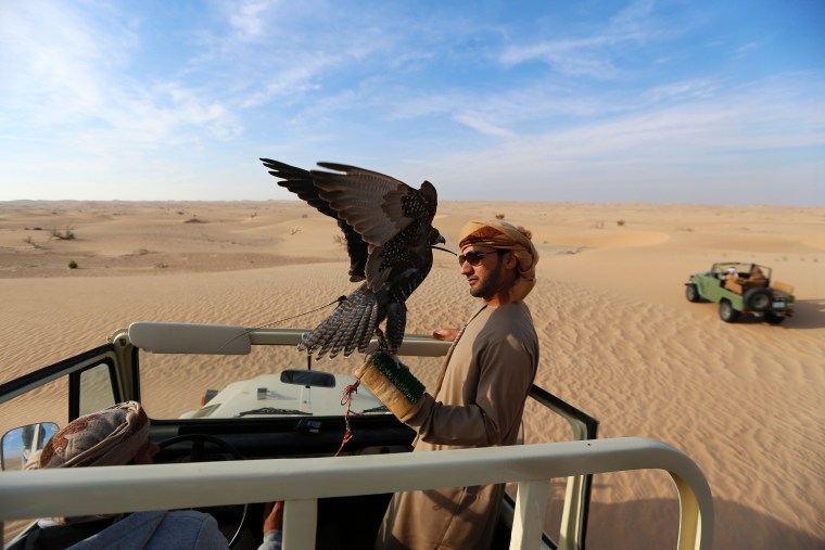 Image: UAE-FALCONRY-ANIMALS