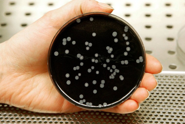 Image: A technician holds a culture dish with colonies of legionella in a laboratory at the Water and Envir..