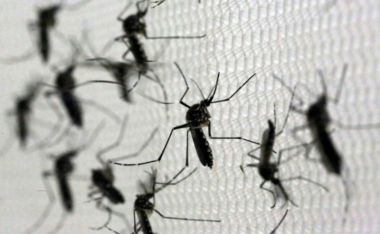 Image: Aedes aegypti mosquitoes are seen inside Oxitec laboratory in Campinas