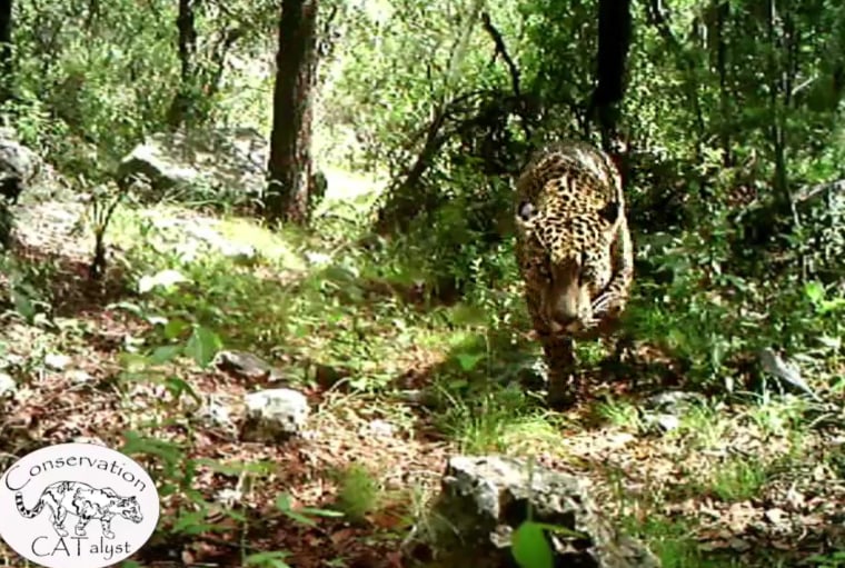 Conservation CATalyst and the Center for Biological Diversity released new video of the only known wild jaguar currently in the United States, captured on remote sensor cameras in the Santa Rita Mountains just outside Tucson.
