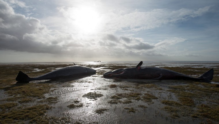 Image: Removal of dead sperm whales