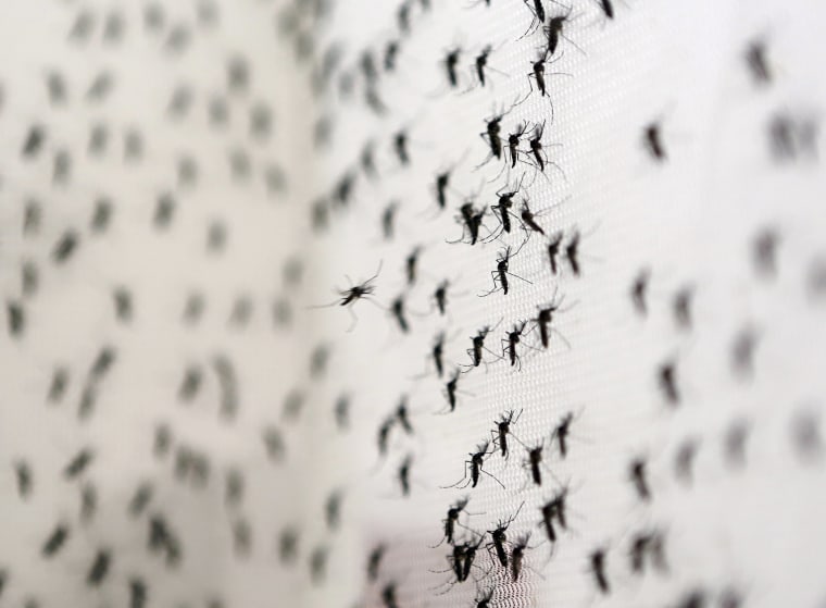 Image: Aedes aegypti mosquitoes are seen inside Oxitec laboratory in Campinas, Brazil