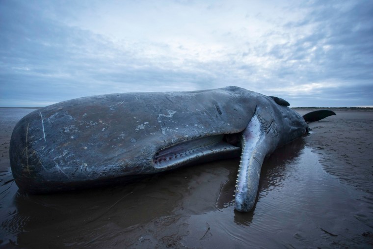 Image:sperm whale