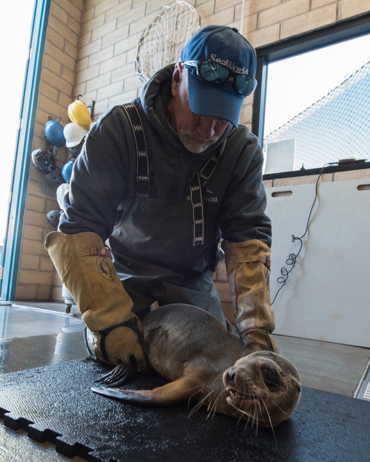 A member of SeaWorld’s Rescue Team with an 8-month-old California sea lion pup found at a San Diego restaurant on Thursday.